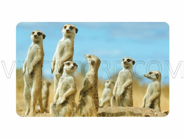 Bild von Frühstücksbrettchen Erdmännchen