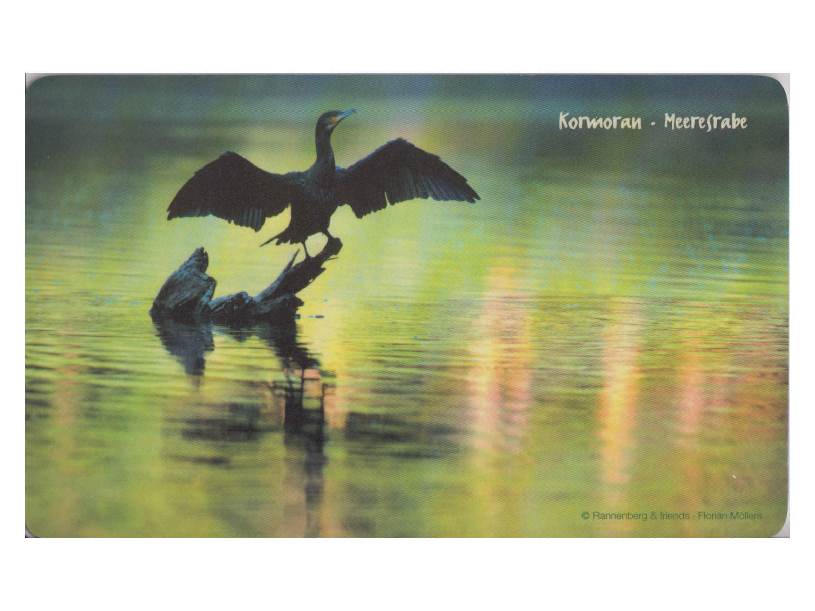 Bild von Frühstücksbrettchen Ein Kormoran trocknet sein Gefieder