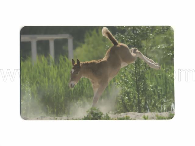Bild von Frühstücksbrettchen Curly Horse